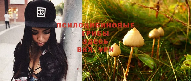 Галлюциногенные грибы MAGIC MUSHROOMS  ссылка на мегу ССЫЛКА  Бугуруслан  купить наркоту 